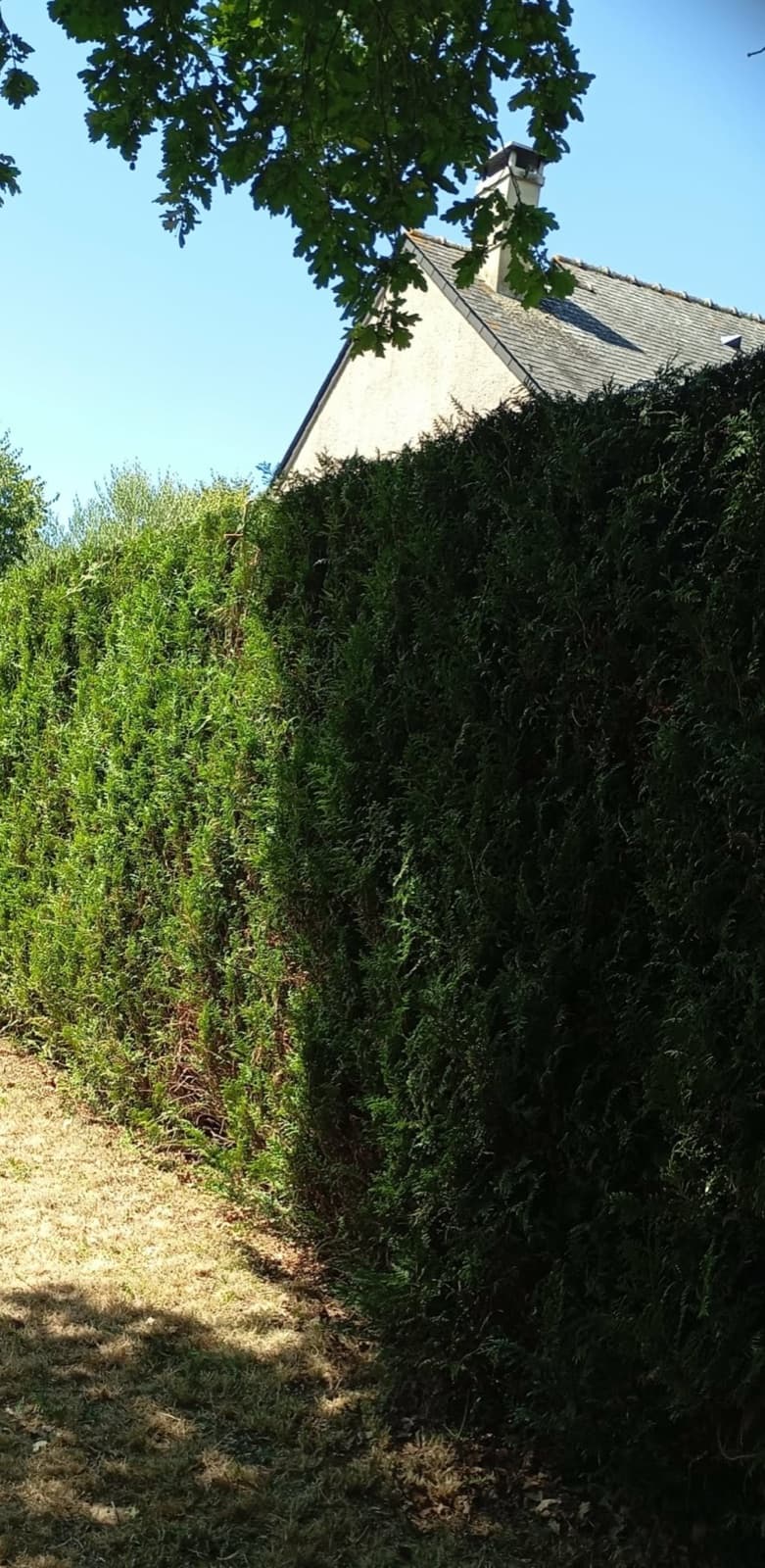 Haie de thuyas, avant puis après taille nette et rectiligne