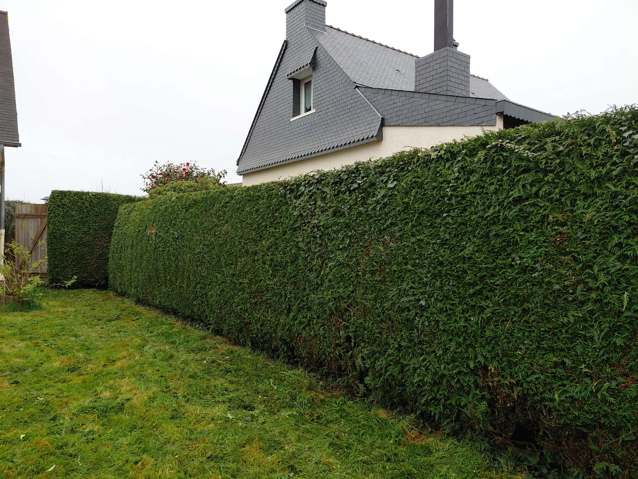 Haie de thuyas fraîchement taillée, coupe nette et rectiligne